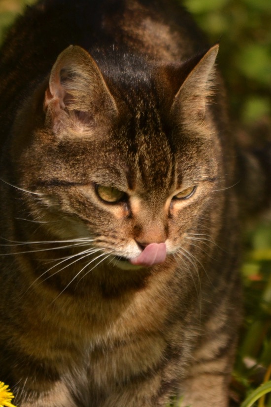 Katze_hochkant