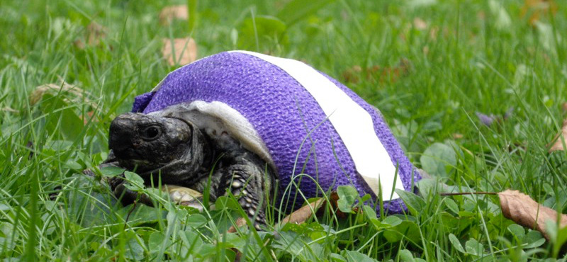 Verwundete Schildkröte