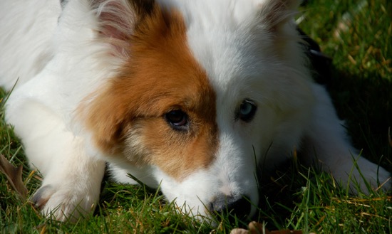 Hund auf Wiese liegend