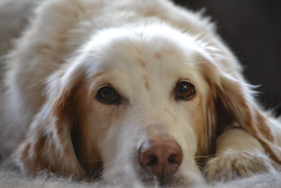 Liegender Hund