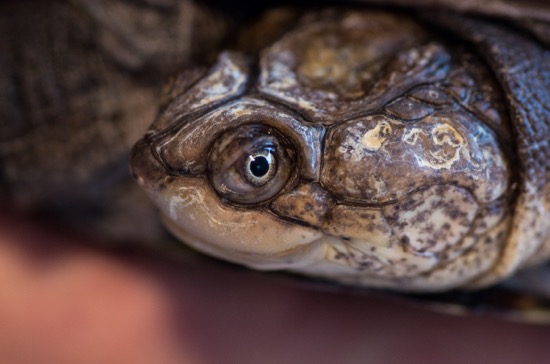 Afrikanische Sumpfschildkröte