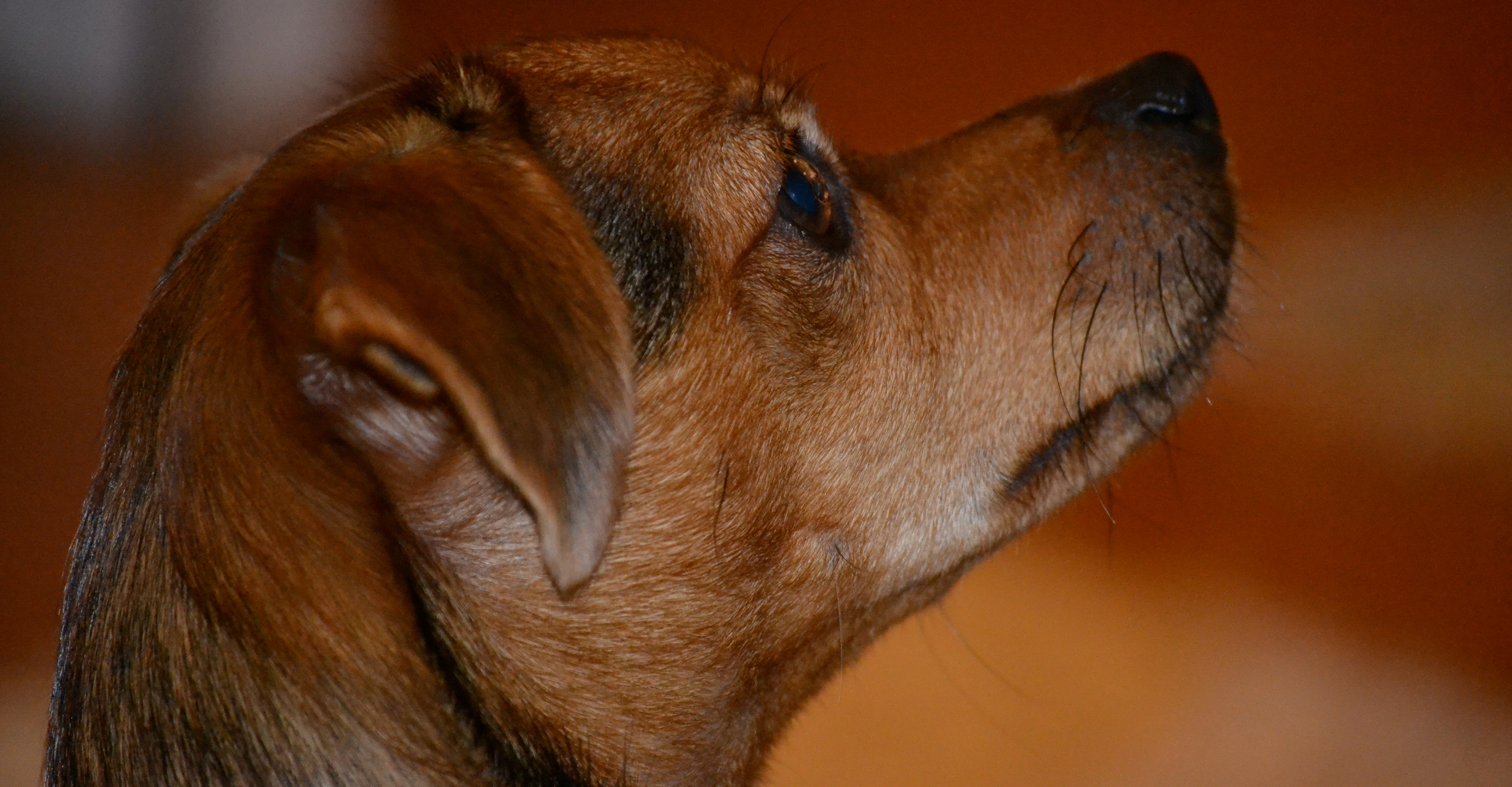 Interessierter Hund